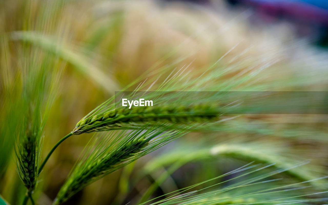 close-up of wheat growing in field