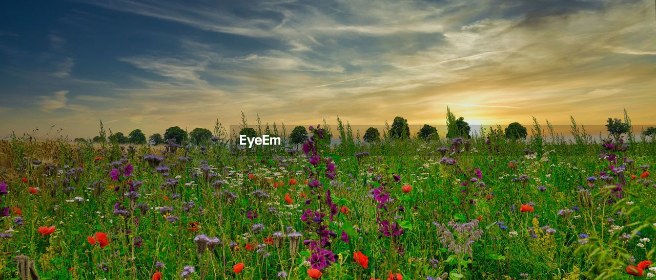 Purple flowering plants on field against sky during sunset