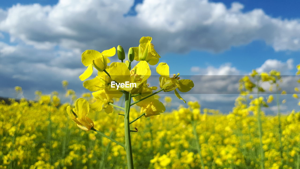 YELLOW FLOWERING PLANTS ON FIELD