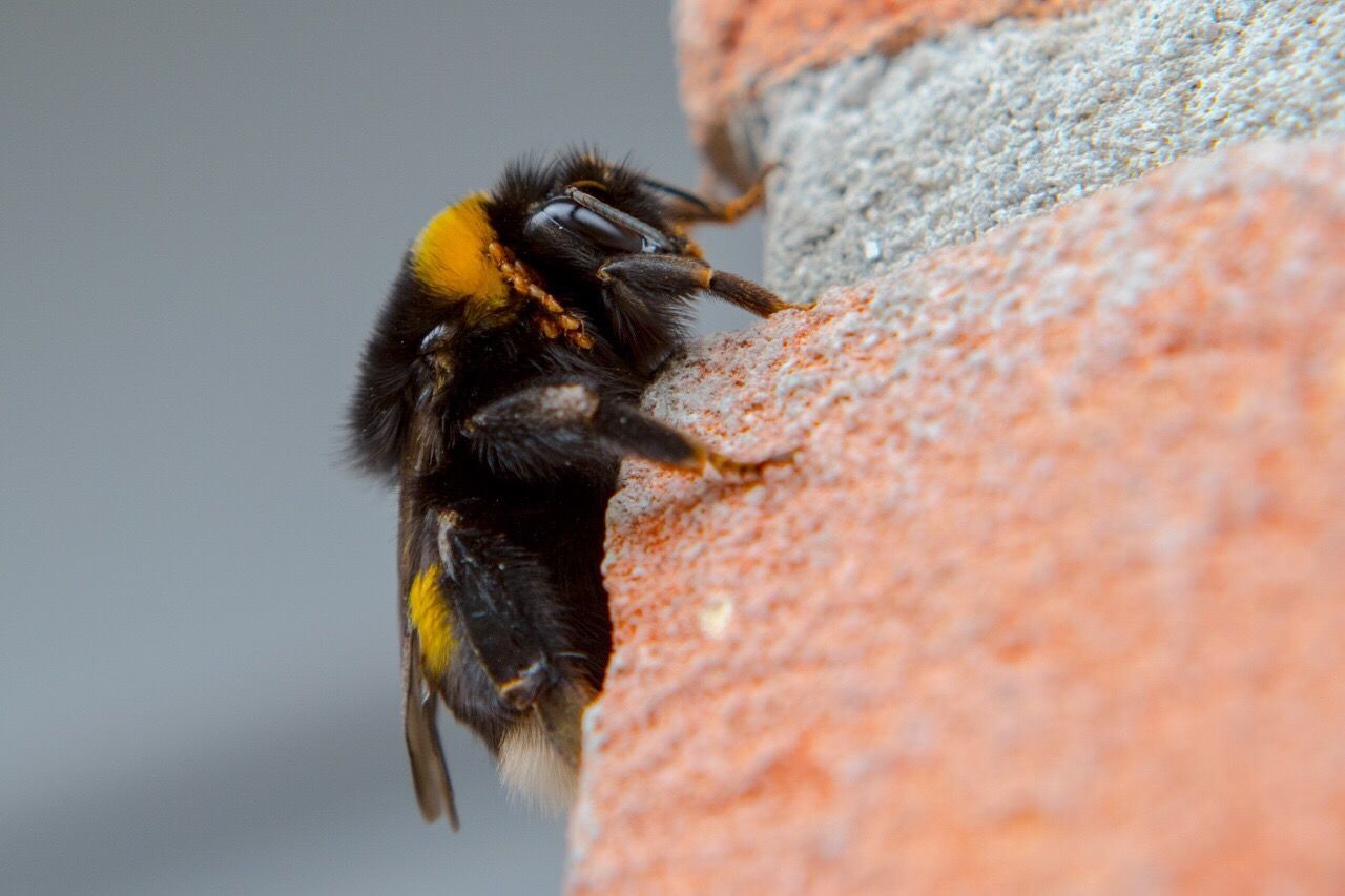 Close-up of bumblebee on brick wall