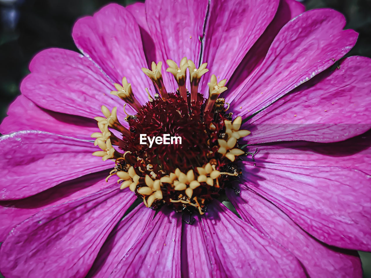 CLOSE-UP OF PINK PURPLE FLOWER