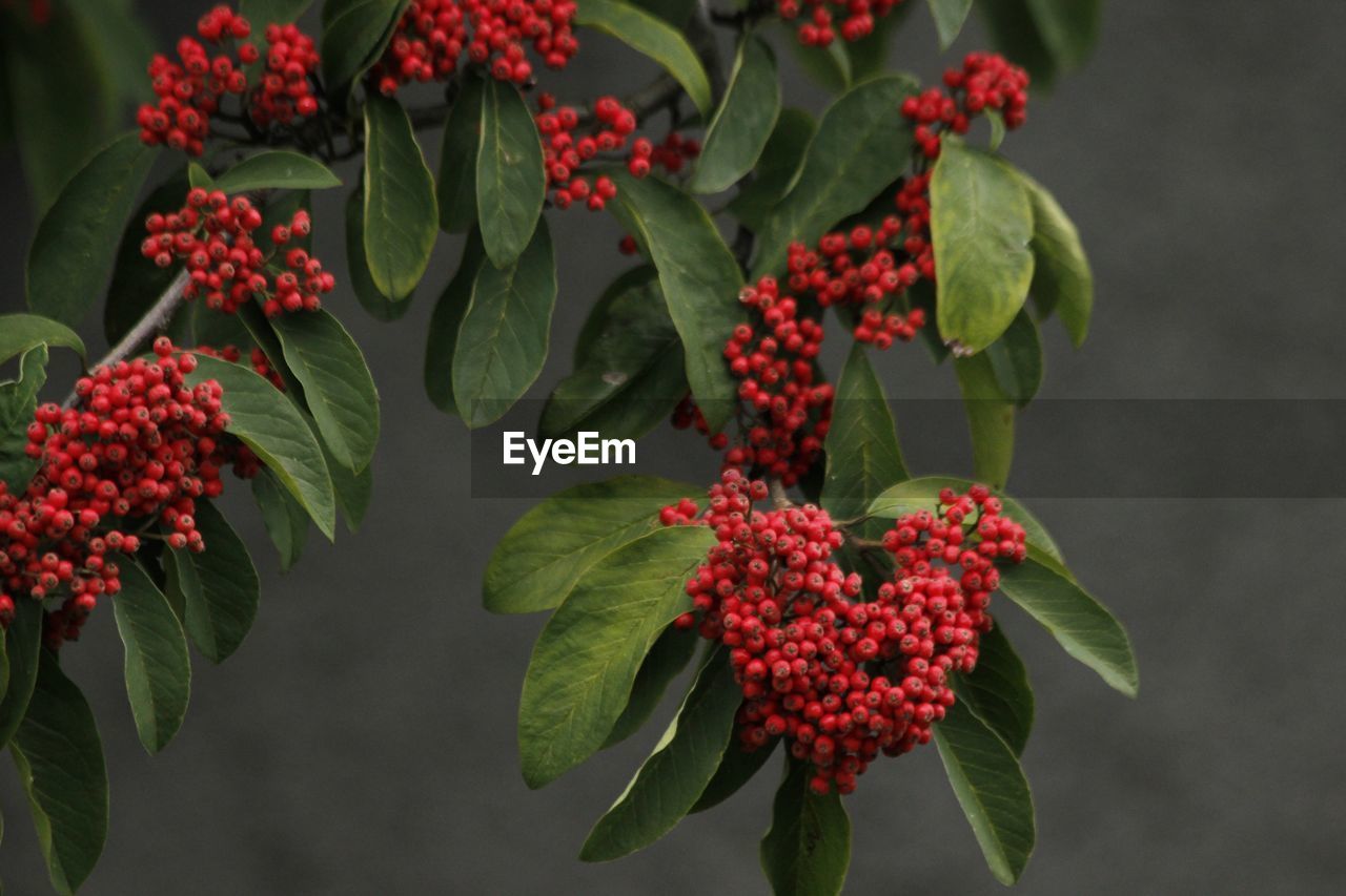 Close-up of red berries on plant