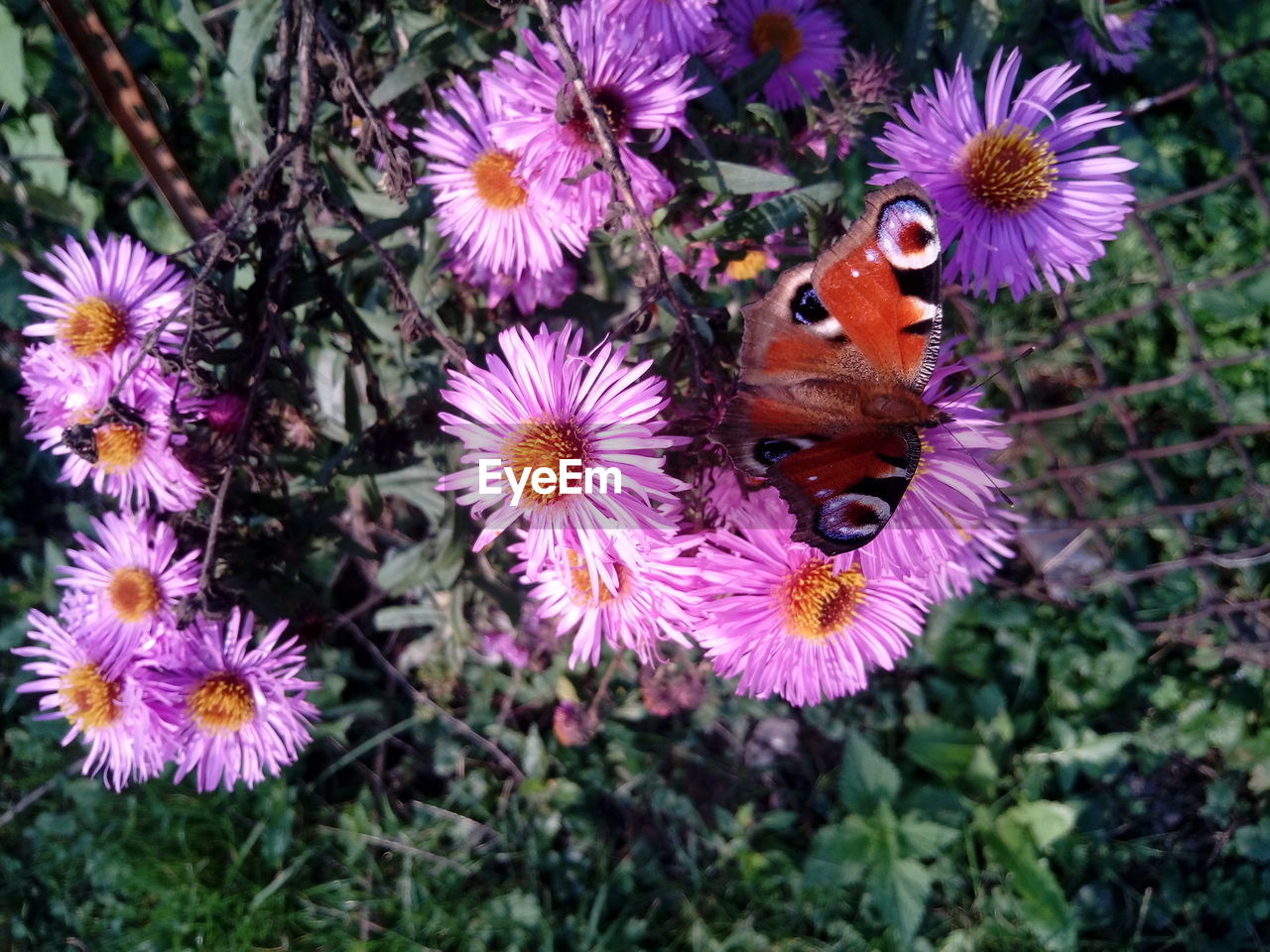 CLOSE-UP OF BEE POLLINATING ON PURPLE FLOWERS