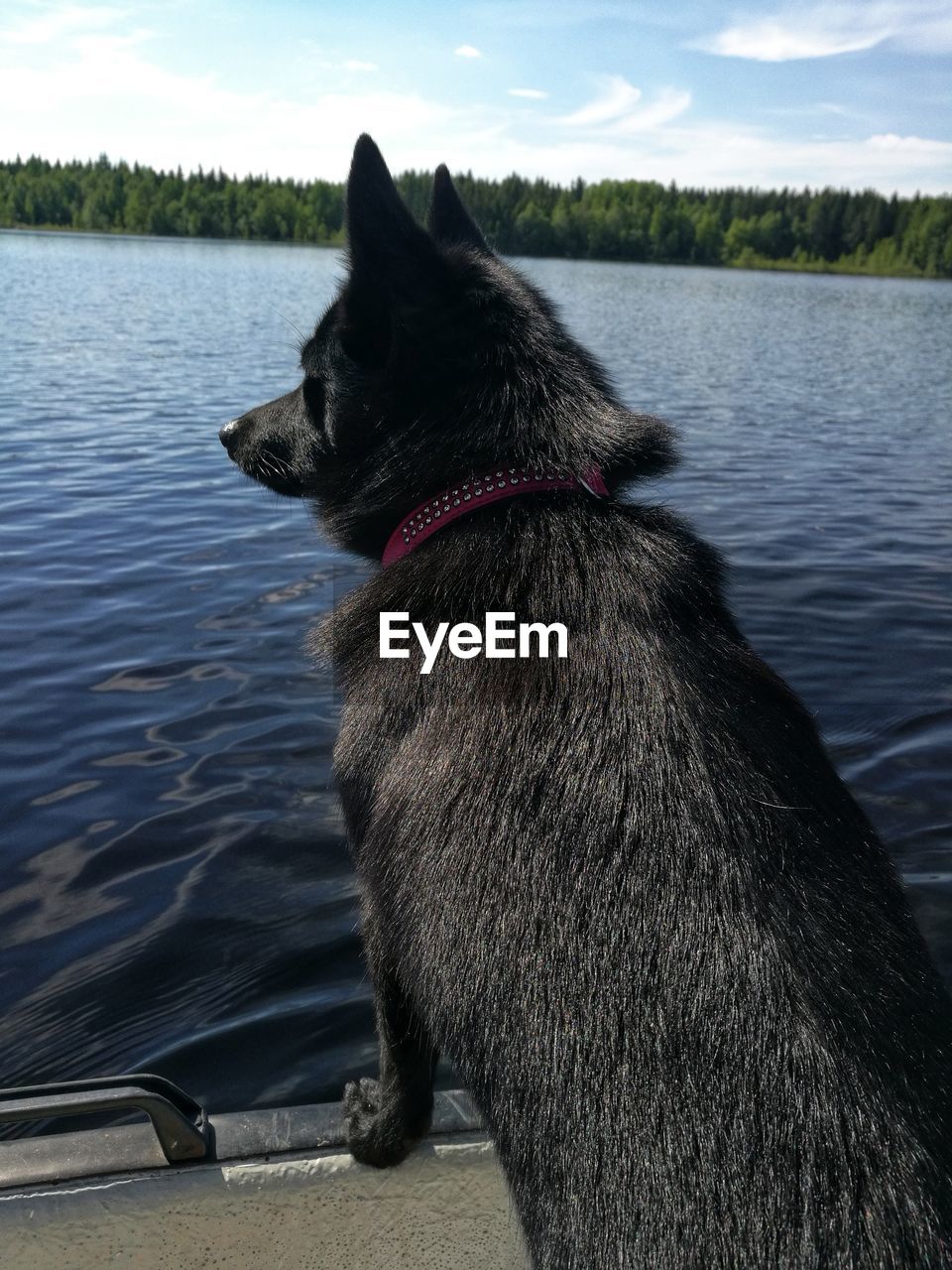 REAR VIEW OF DOG LOOKING AWAY