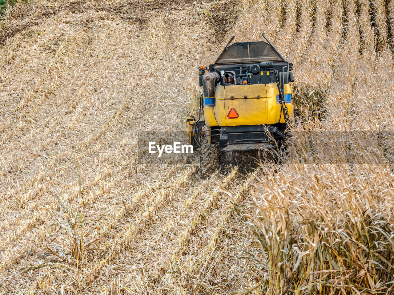 Sweetcorn harvesting with reaping machine harvester