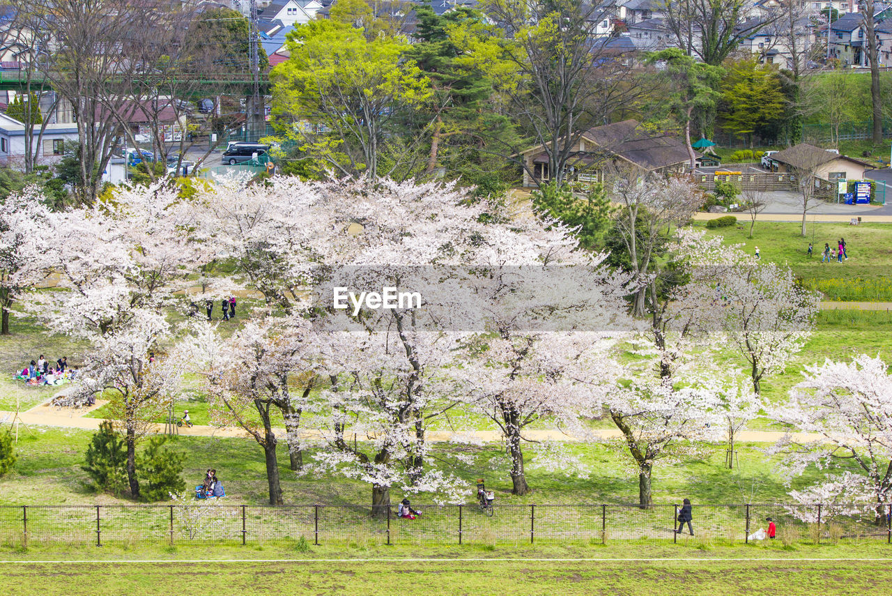CHERRY BLOSSOM TREES IN PARK