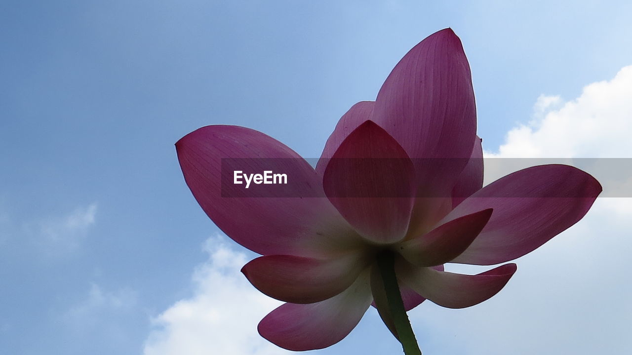 Close-up of pink water lily against sky