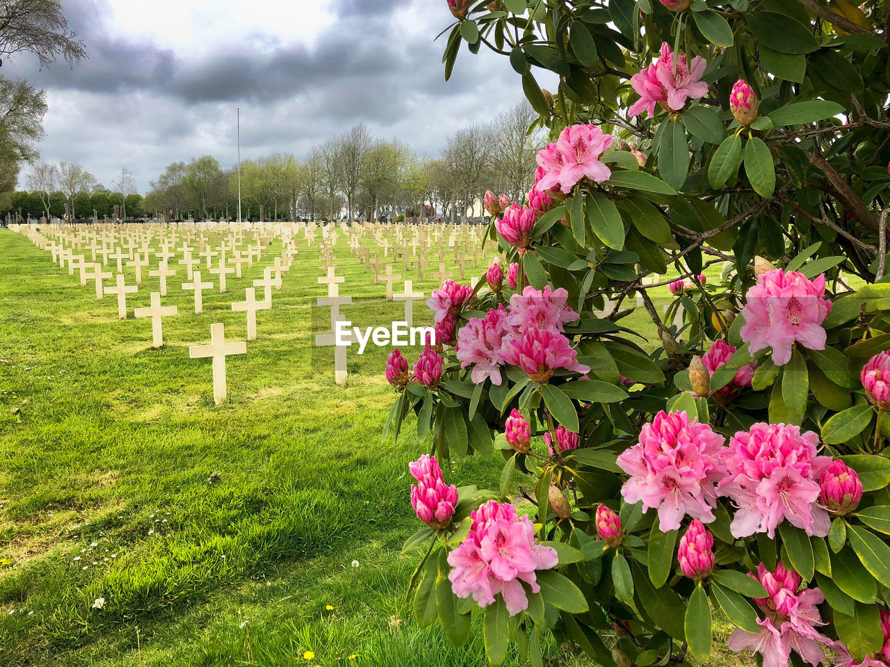 PINK FLOWERING PLANT IN CEMETERY