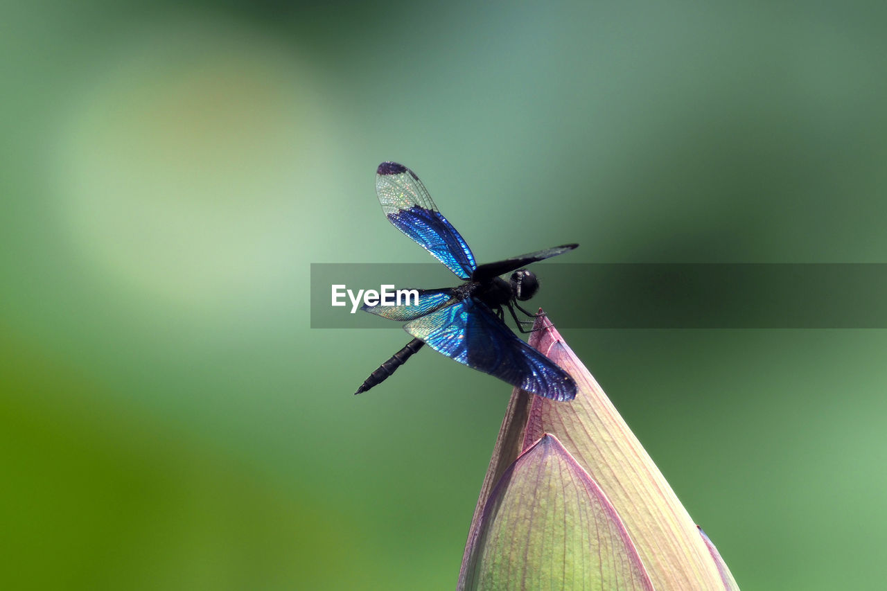 CLOSE-UP OF BUTTERFLY POLLINATING FLOWER