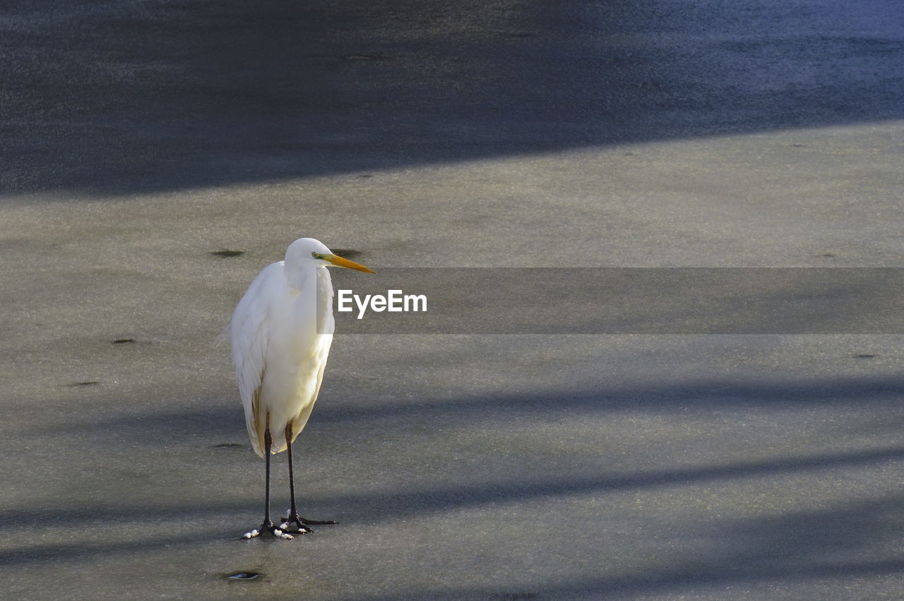 Egret perching on road