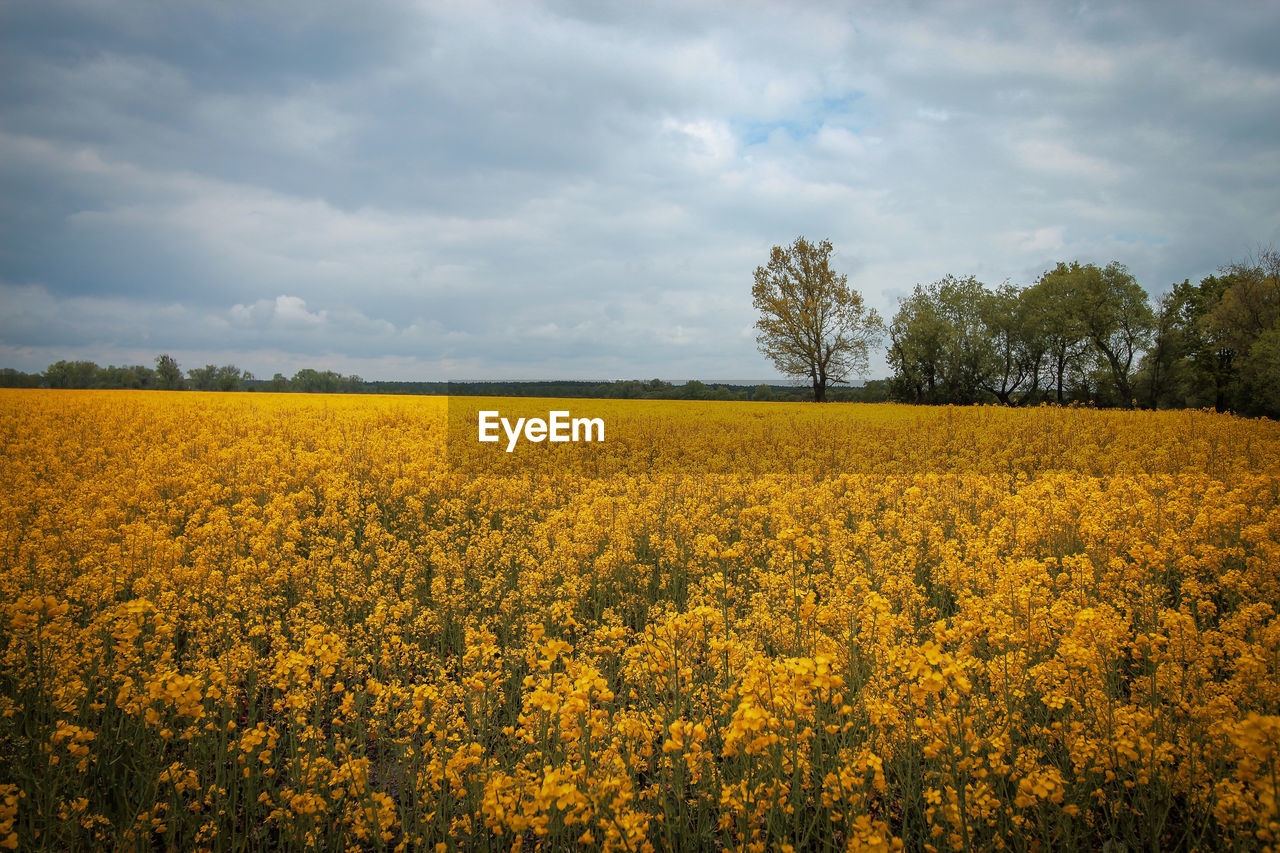 Scenic view of oilseed rape field against sky