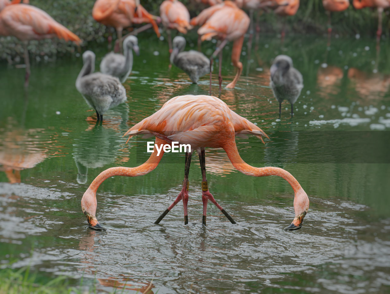 Flamingos in a lake