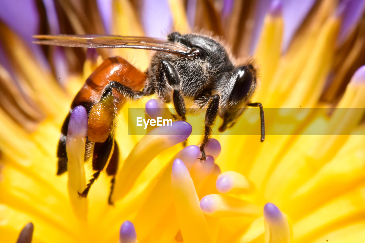 Close-up of bee pollinating on flower