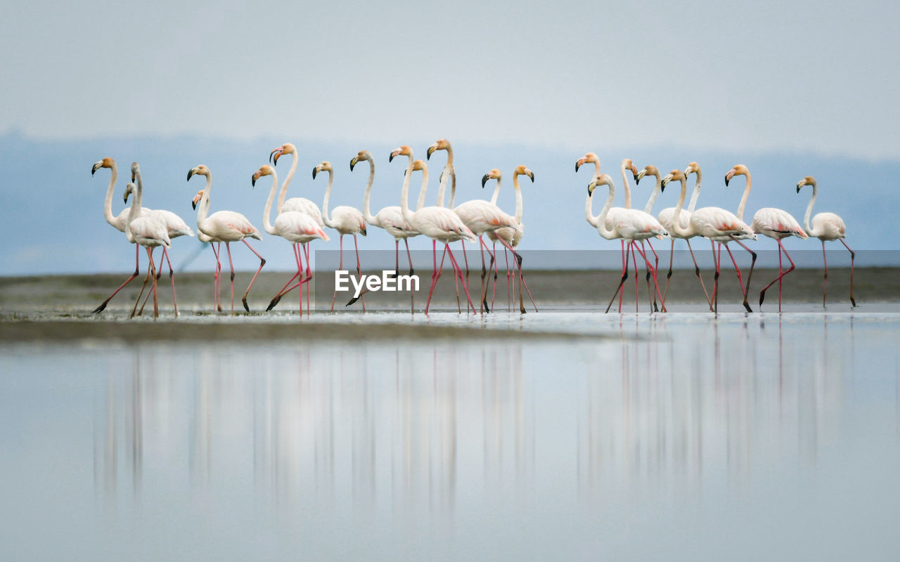 Flock of flamingo 