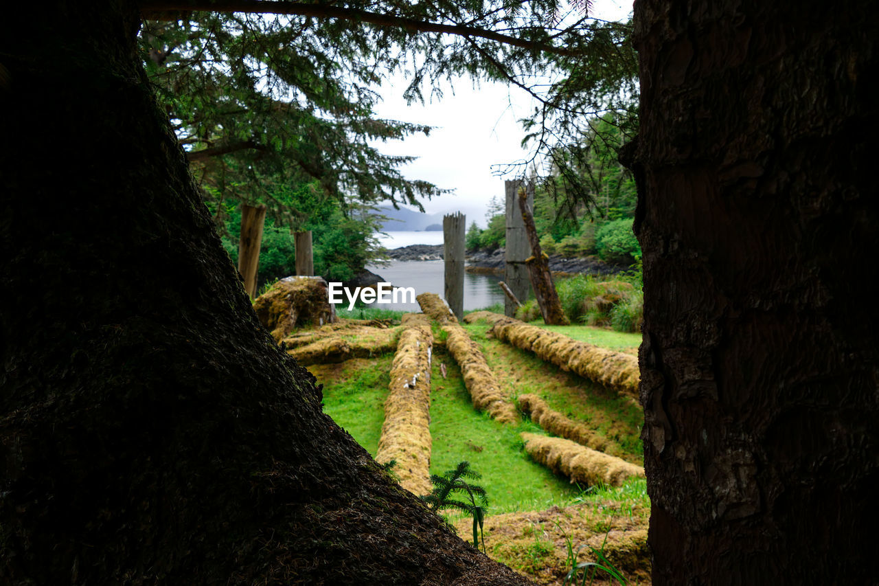 VIEW OF TREES ON LANDSCAPE