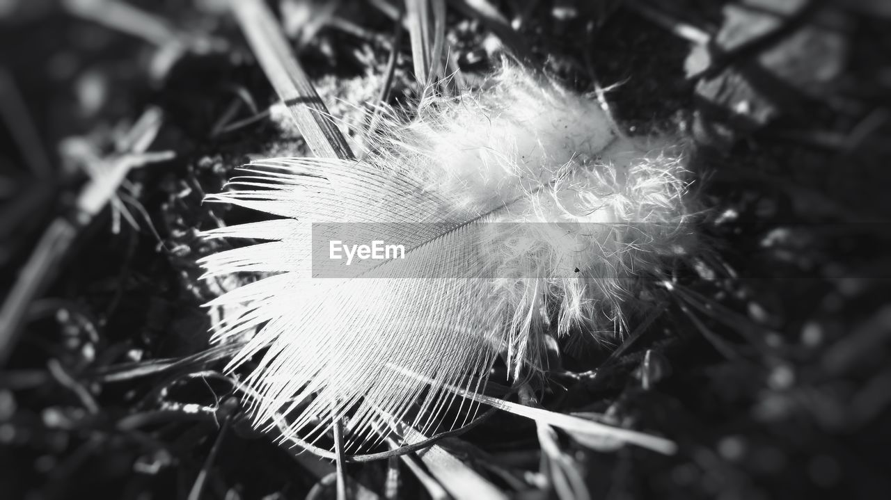 CLOSE-UP OF DANDELIONS