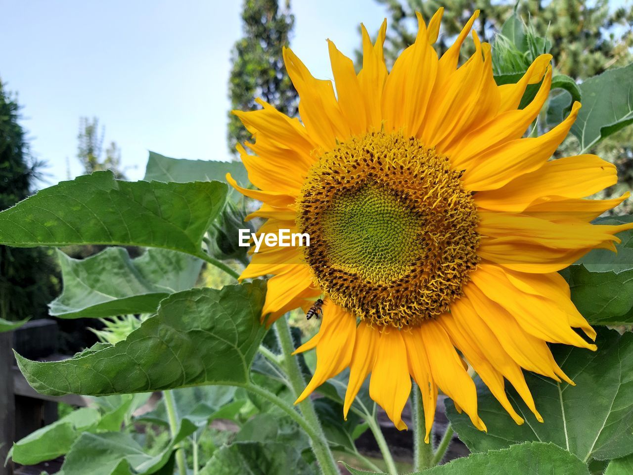 Close-up of sunflower