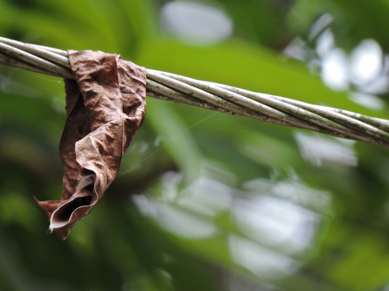 CLOSE-UP OF LIZARD ON PLANT