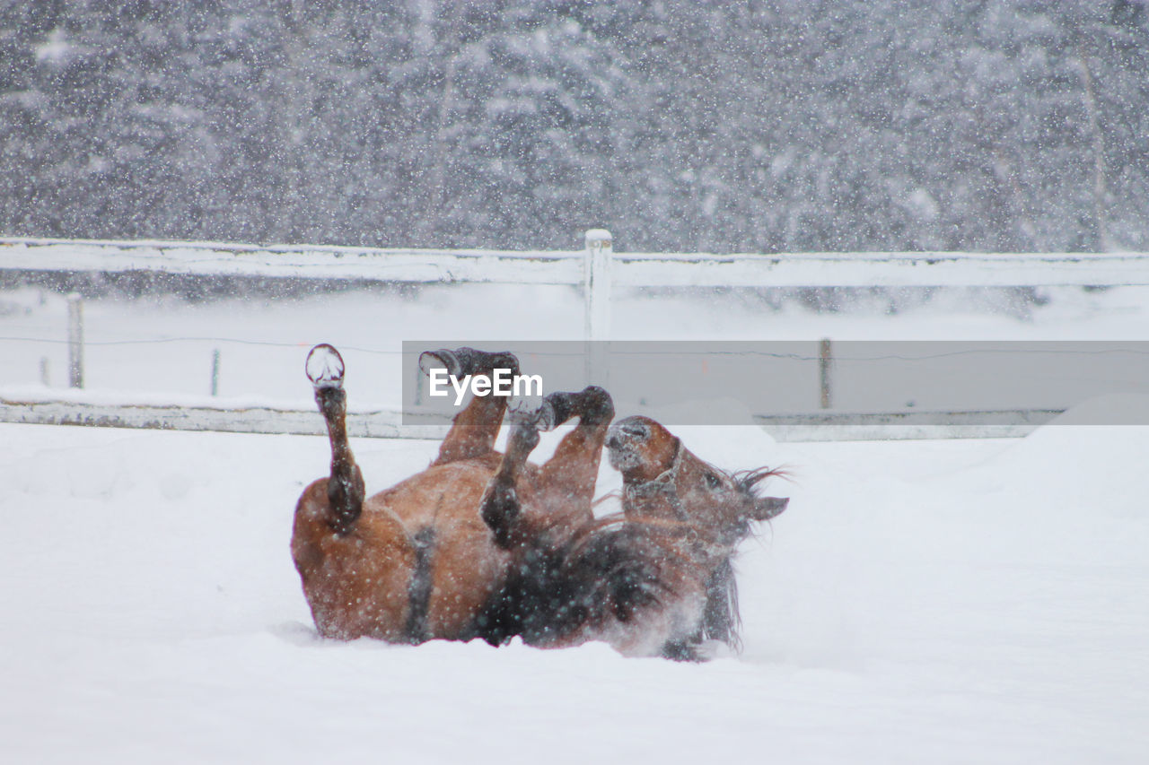 Playful horse lying on snow covered field during snowfall