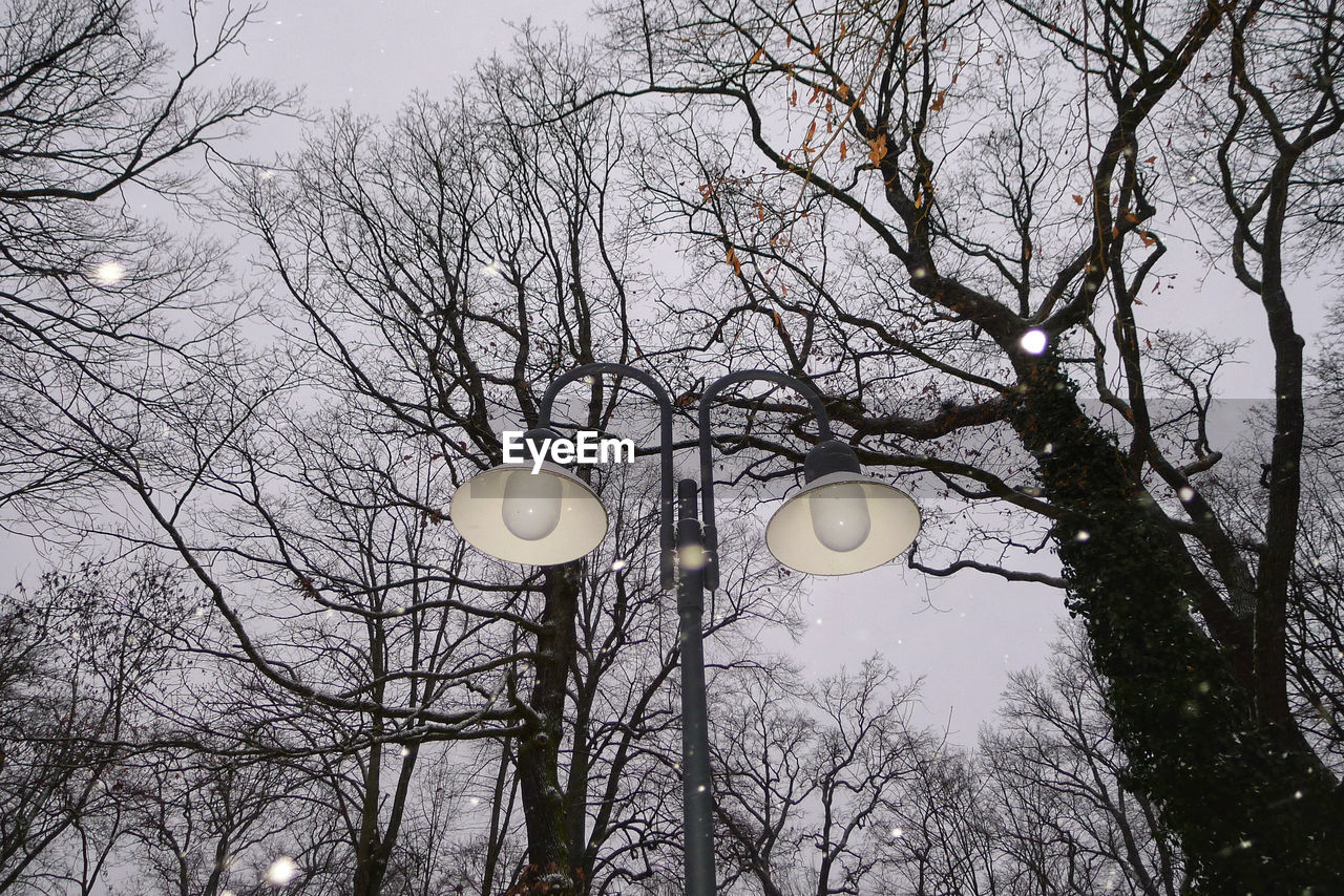 LOW ANGLE VIEW OF TREES AGAINST SKY