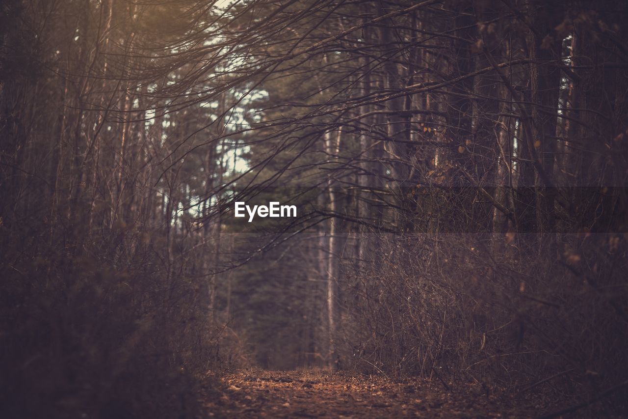 CLOSE-UP OF BARE TREE IN FOREST