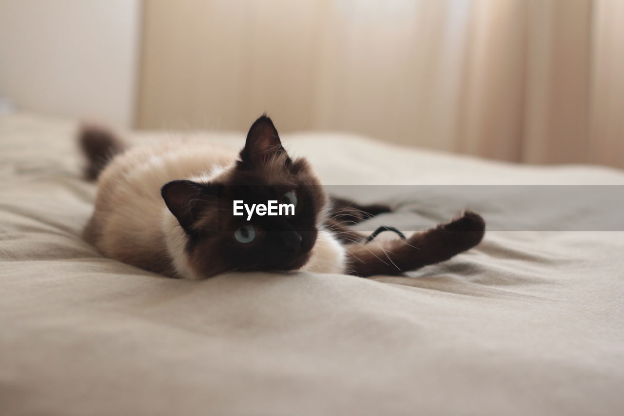 Cat playing on bed 