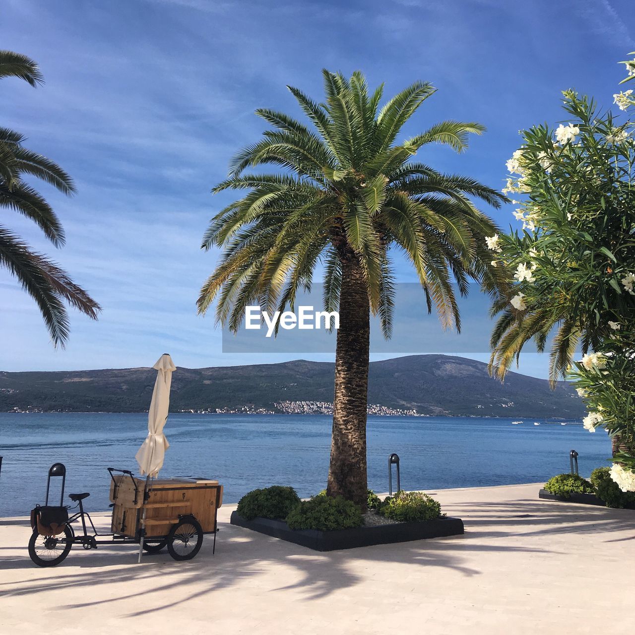 Palm trees by sea against sky