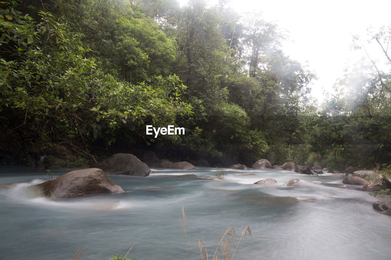 VIEW OF TREES IN WATER