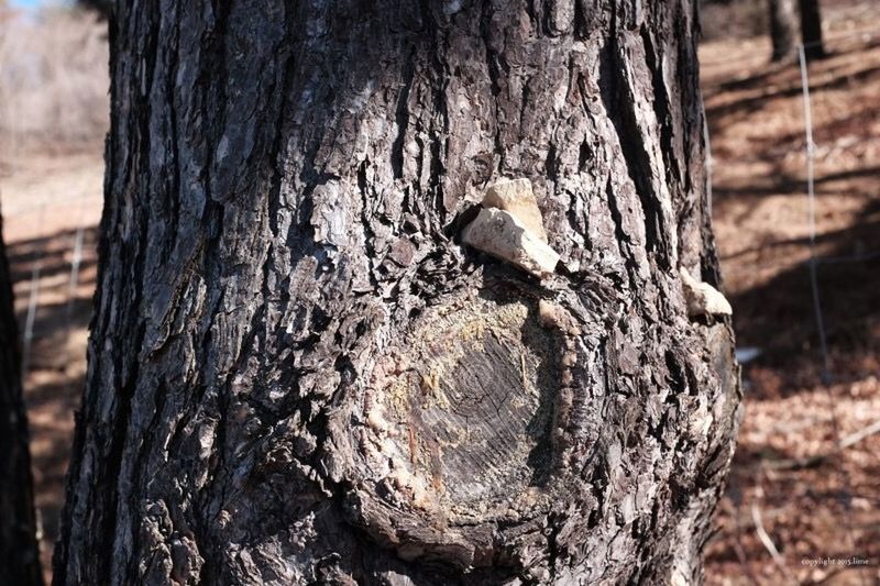 CLOSE-UP OF TREE TRUNK ON WOOD