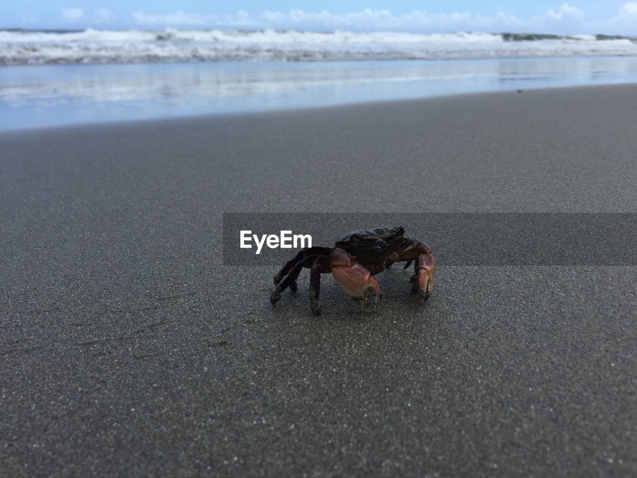 Close-up of crab on beach by sea