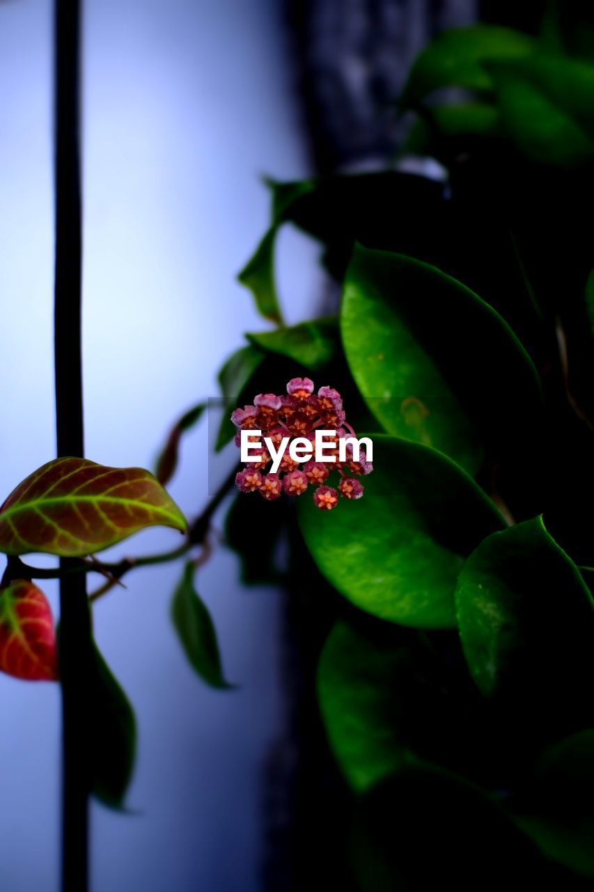 CLOSE-UP OF FLOWERING PLANT AGAINST RED LEAF