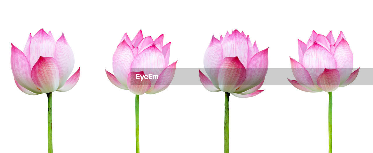 PINK TULIPS AGAINST WHITE BACKGROUND