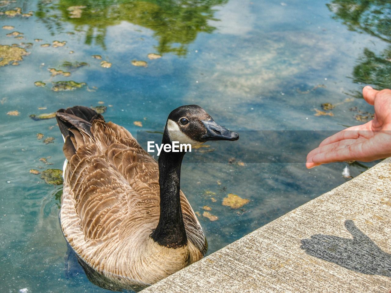 Cropped image of hand feeding canada goose in lake