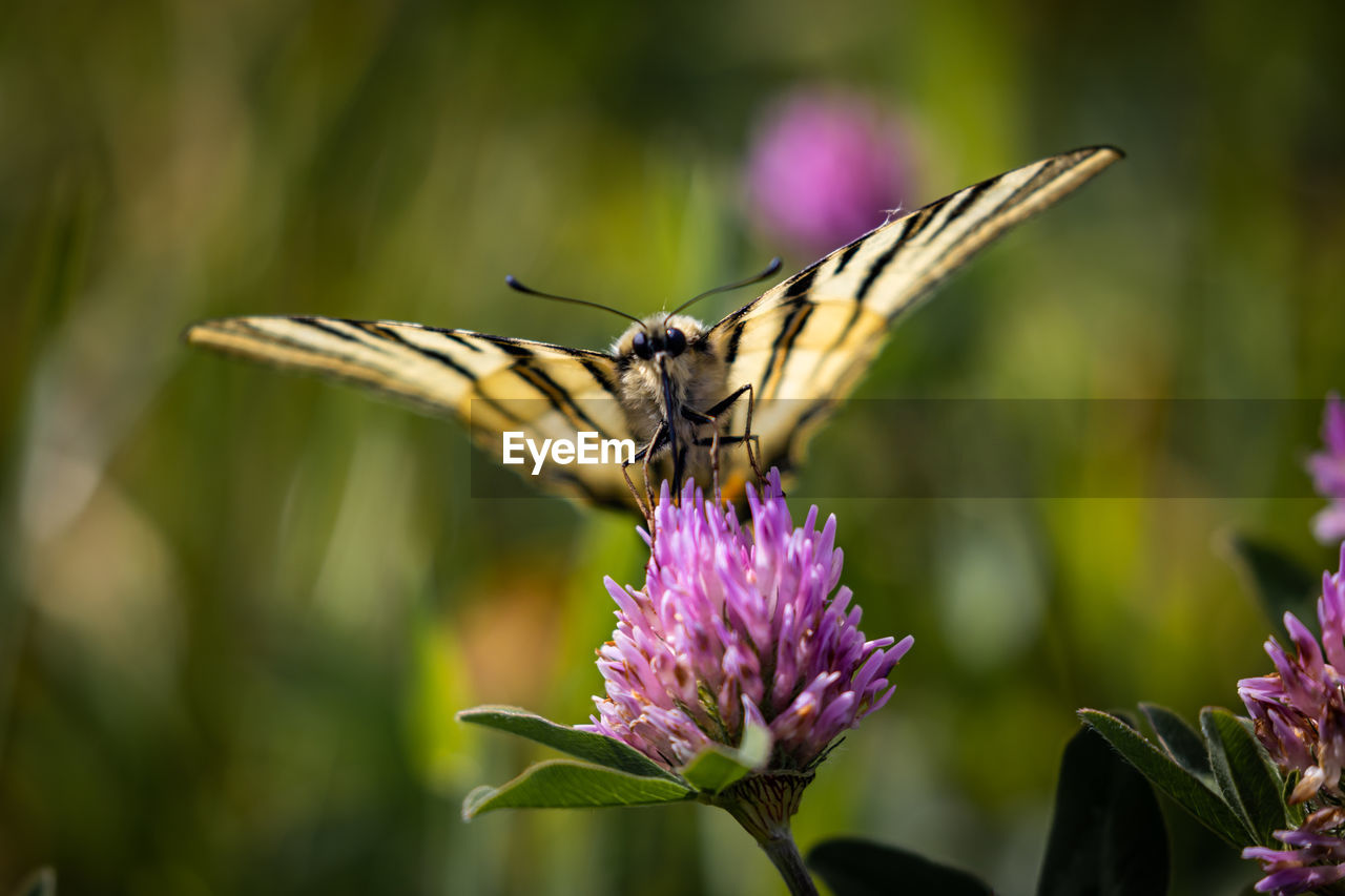 CLOSE-UP OF BUTTERFLY POLLINATING FLOWER