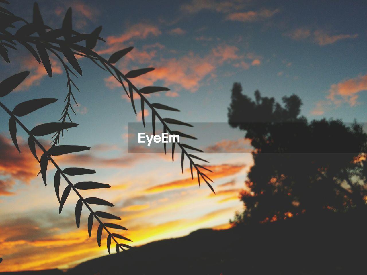 CLOSE-UP OF SILHOUETTE TREES AGAINST ORANGE SKY