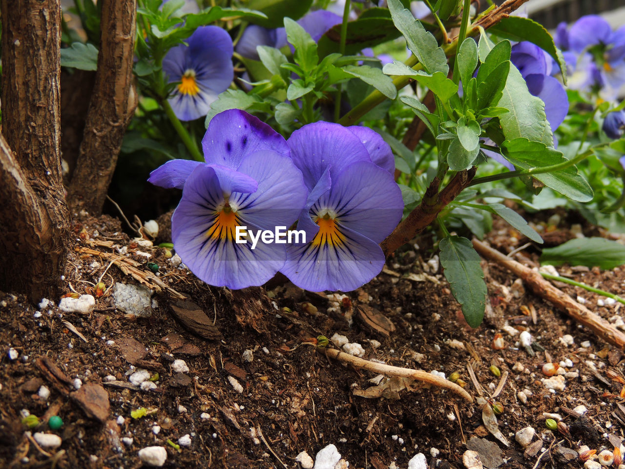 PURPLE CROCUS FLOWERS BLOOMING ON FIELD