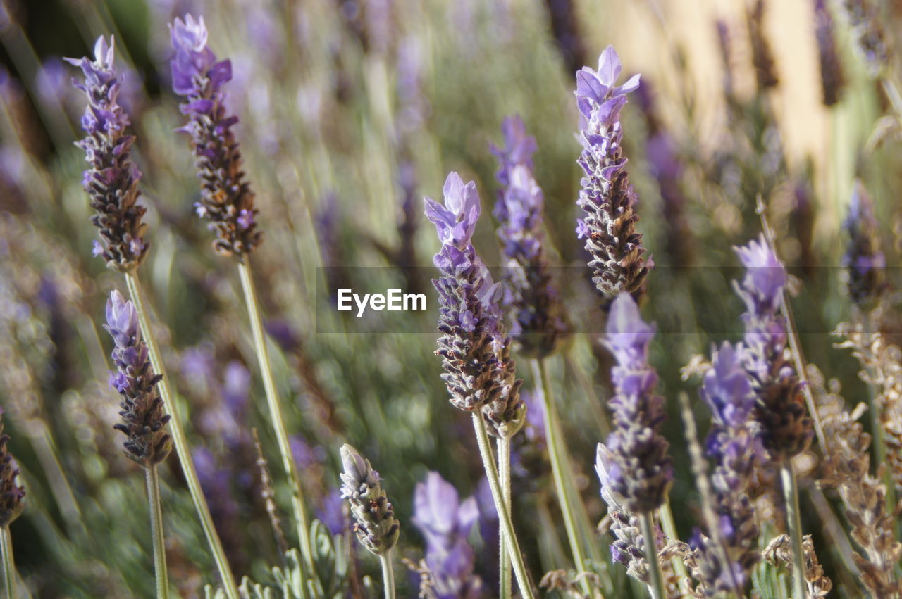 Close-up of lavenders growing outdoors