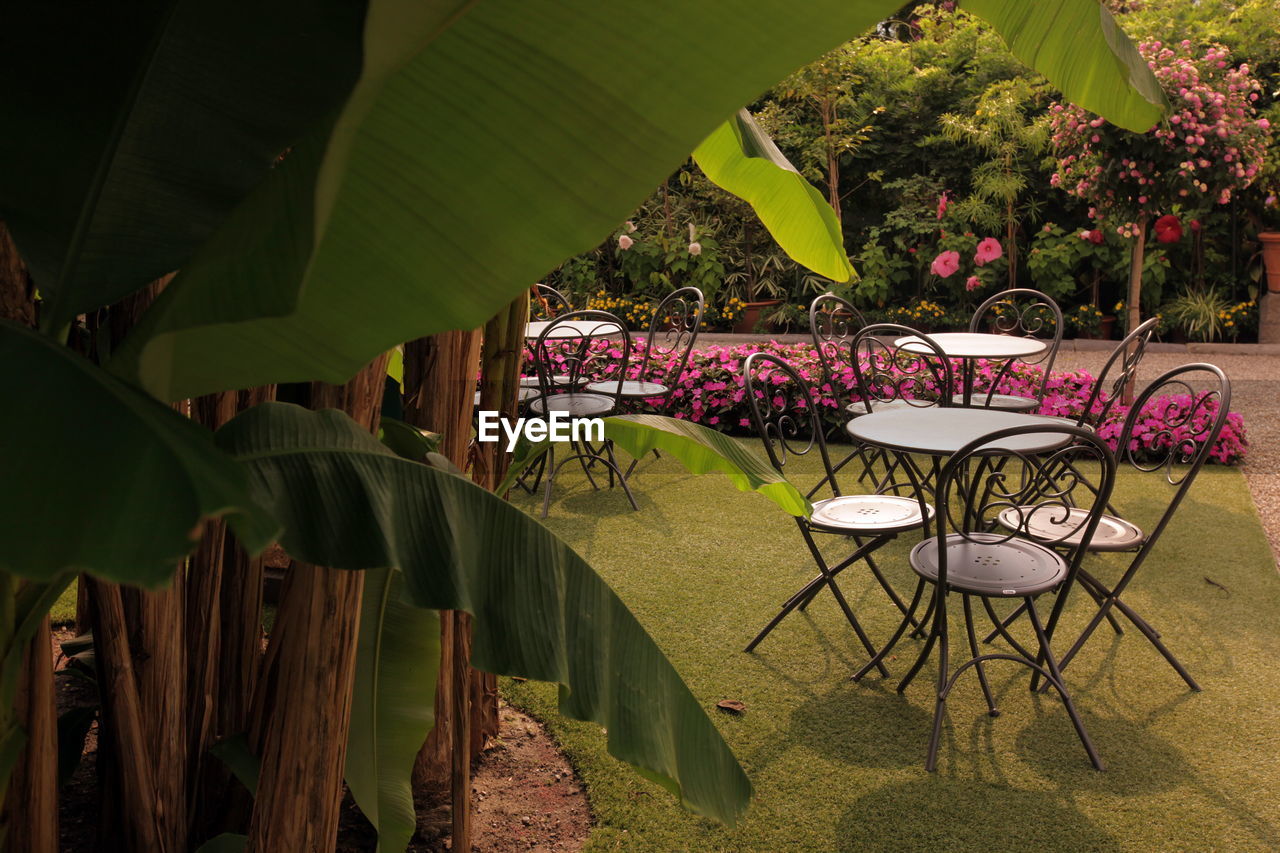 Banana tree growing by tables and chairs at restaurant