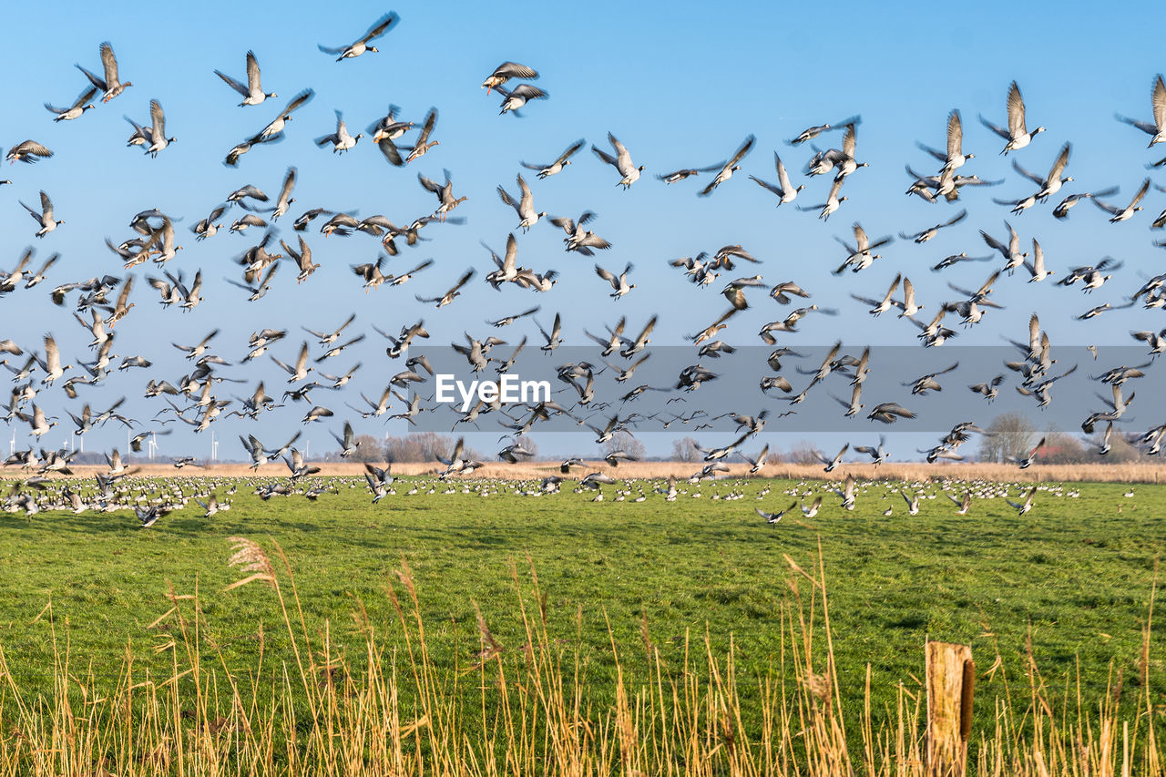 FLOCK OF BIRDS FLYING OVER FARM FIELD AGAINST SKY