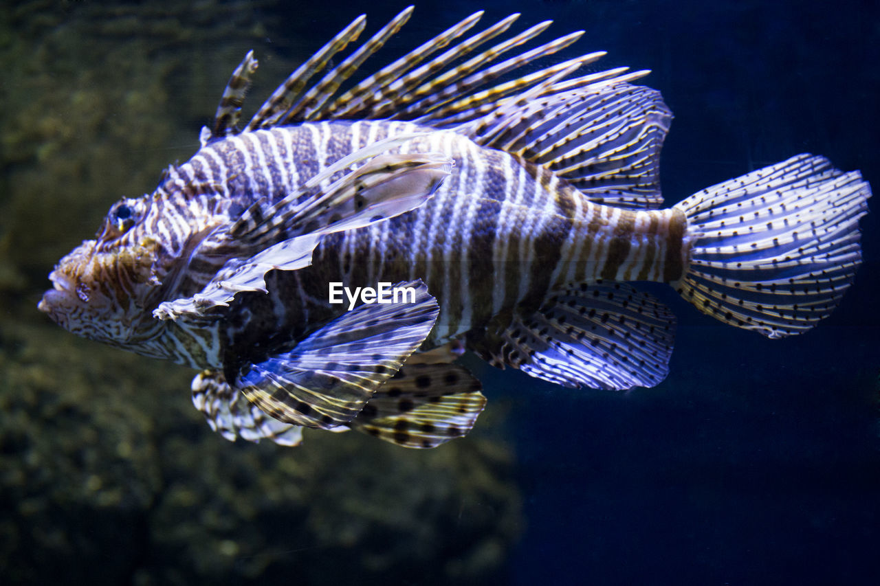 CLOSE-UP OF FISH SWIMMING IN SEA