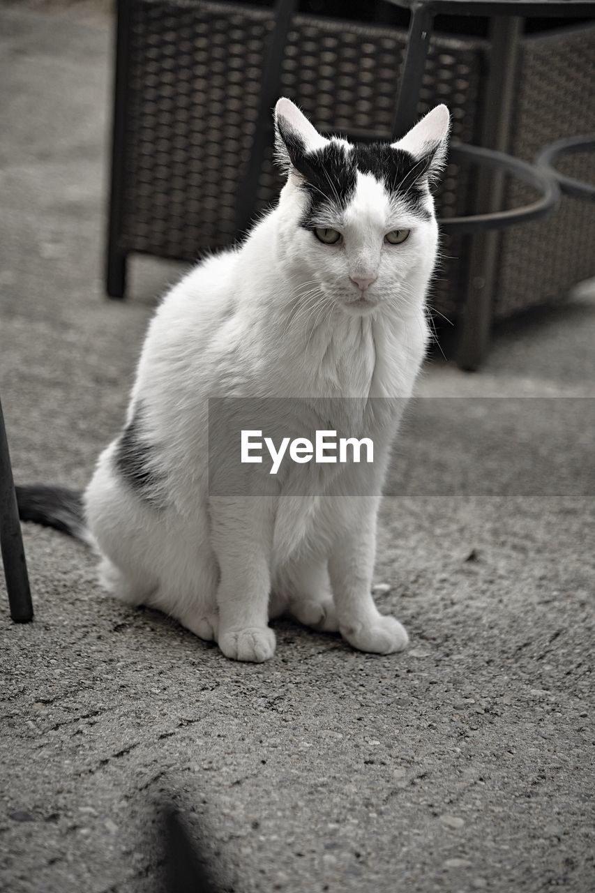 PORTRAIT OF A CAT SITTING ON FLOOR