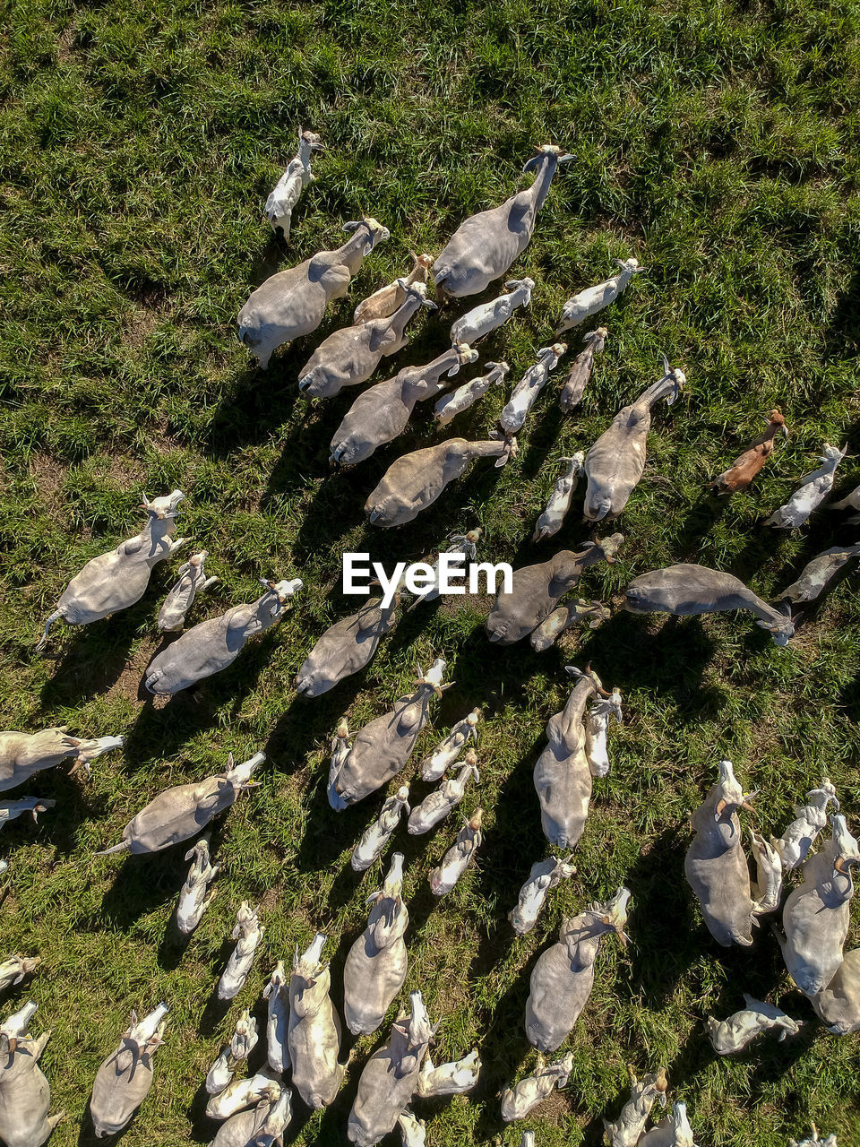 Top view of nellore cattle herd on green pasture in brazil