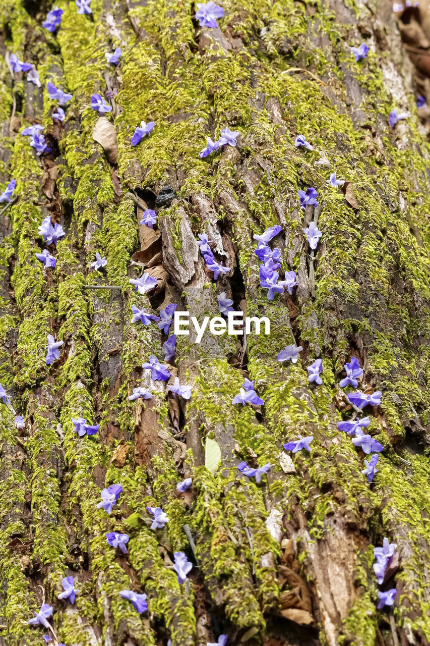 plant, flower, growth, flowering plant, beauty in nature, day, nature, wildflower, no people, fragility, high angle view, freshness, close-up, outdoors, land, field, full frame, herb, sunlight, green, shrub, garden, leaf, woodland, tree, tranquility, backgrounds