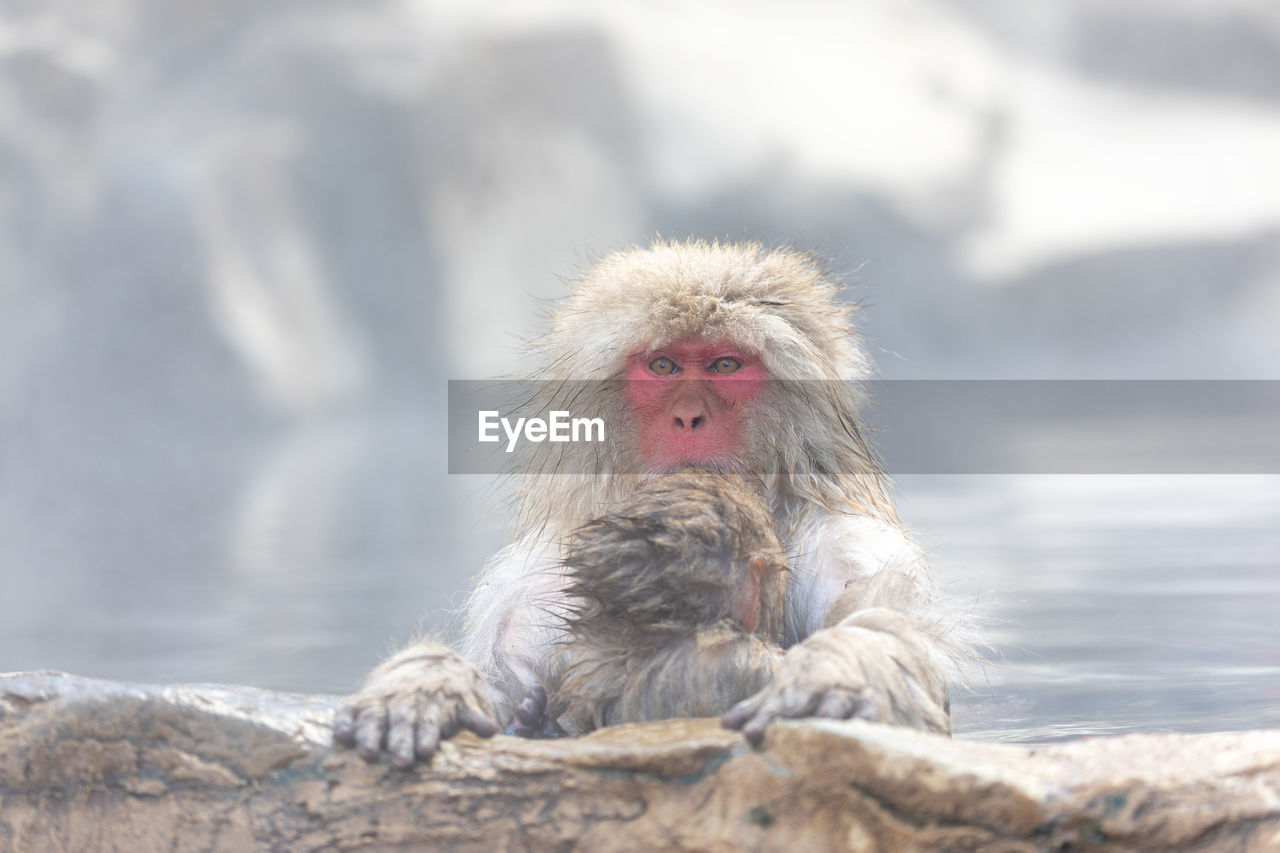 Japanese snow monkey in hot spring