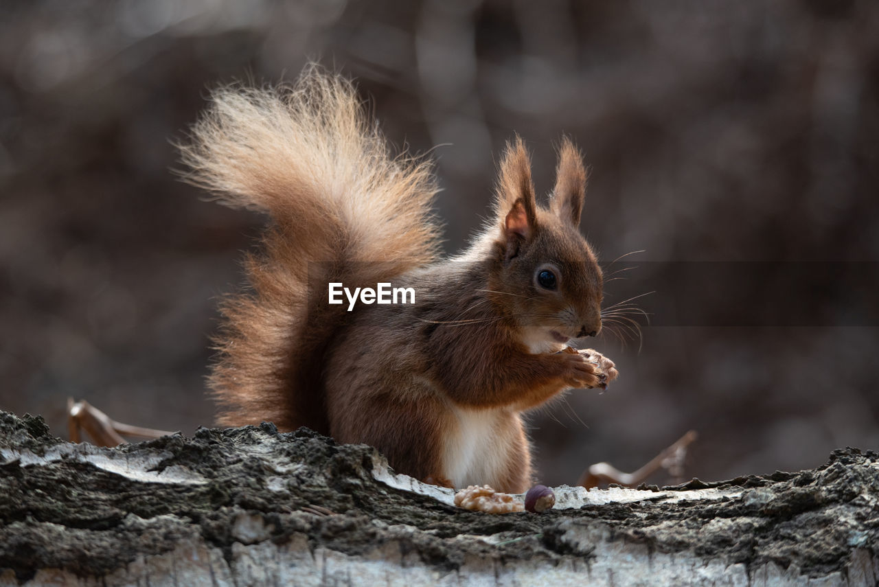 SQUIRREL ON WOOD