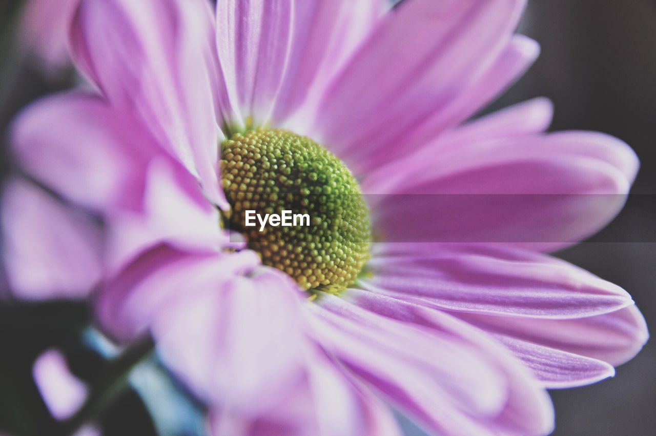 Close-up of purple flower