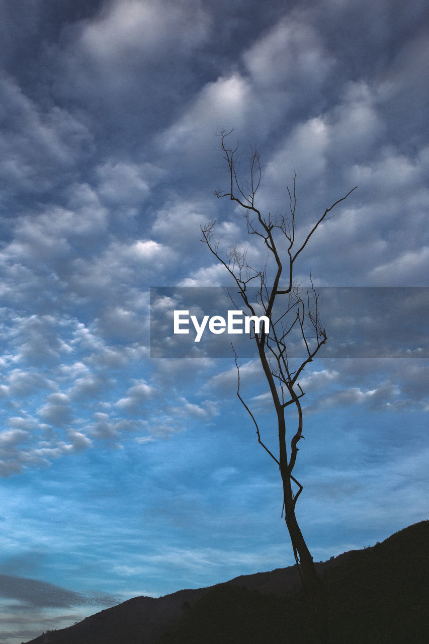 BARE TREE AGAINST CLOUDY SKY