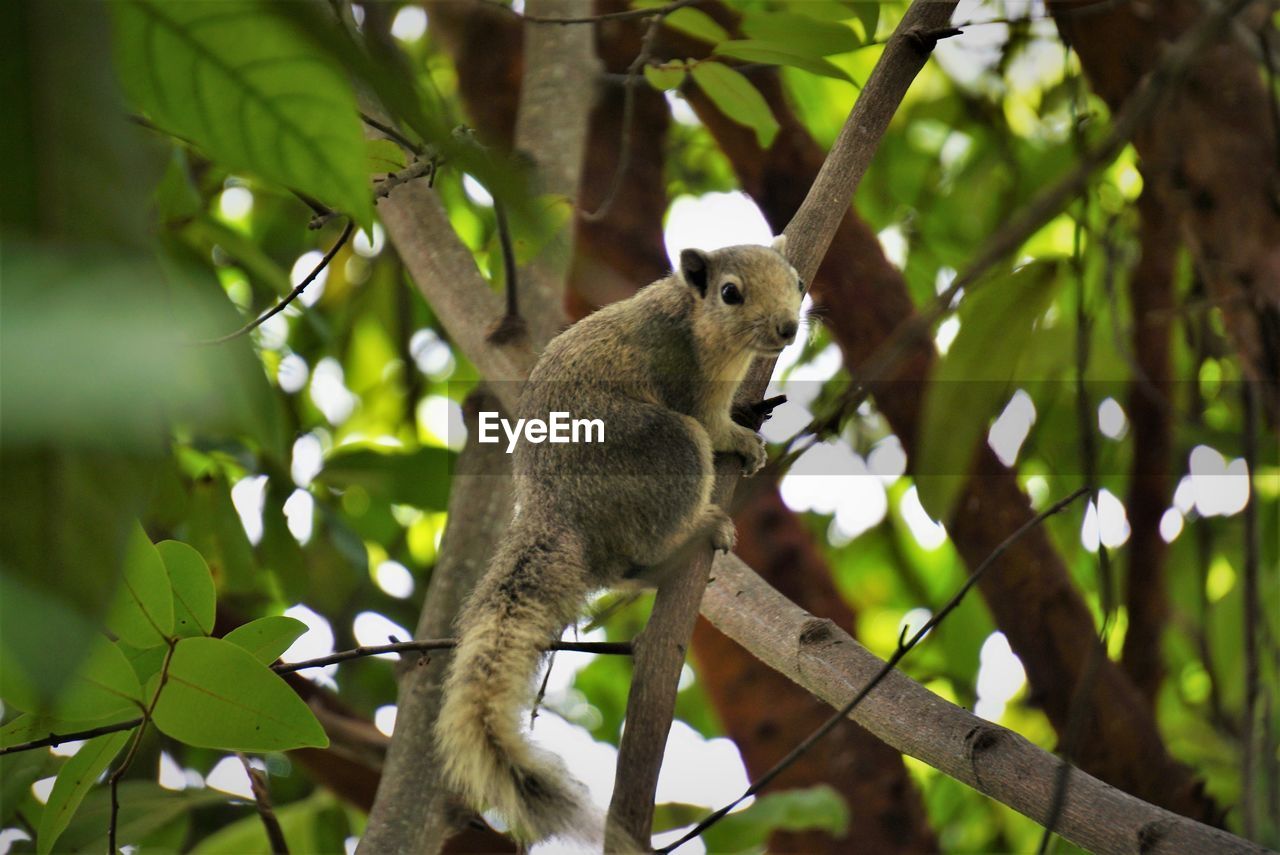 Low angle view of a squirrel sitting on tree