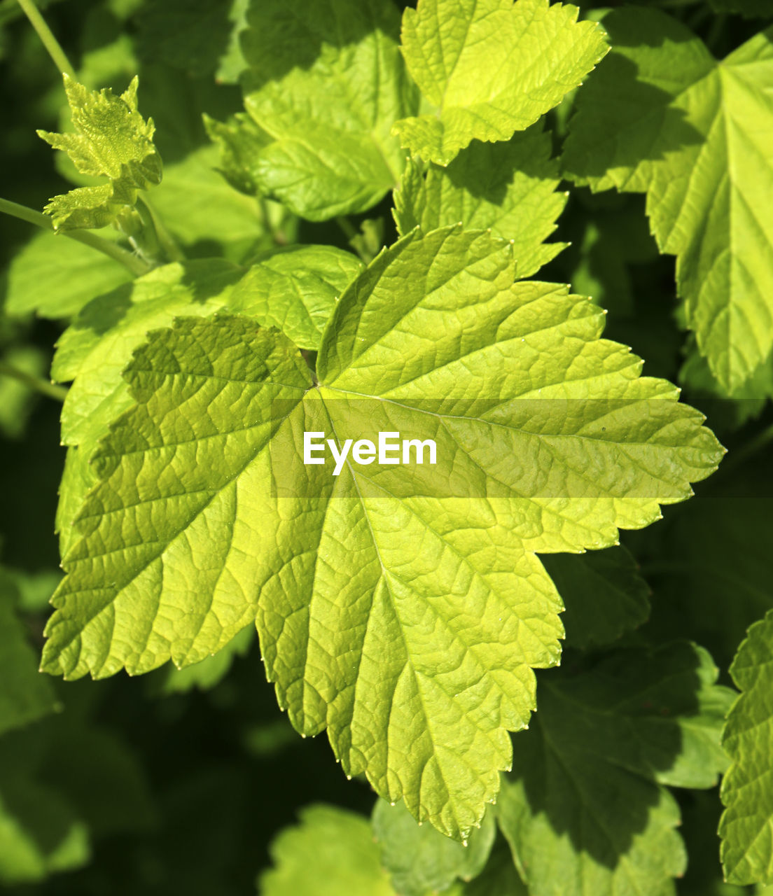 CLOSE-UP OF PLANT LEAVES