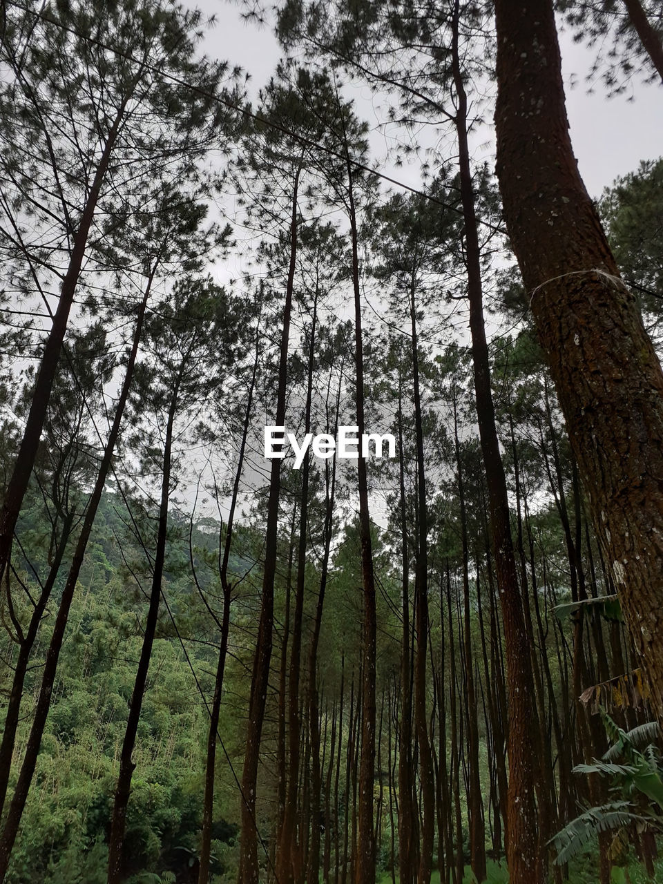 LOW ANGLE VIEW OF BAMBOO FOREST